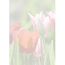 Motivpapper Sigel Spring Fever DP462 A4 90gram, 25 ark/fp Motivpapper Sigel Spring Fever DP462 A4 90gram, 25 ark/fp