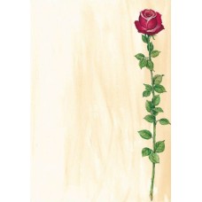 Motivpapper Sigel Rose Bloom DP695 A4 90gram, 25 ark/fp Motivpapper Sigel Rose Bloom DP695 A4 90gram, 25 ark/fp